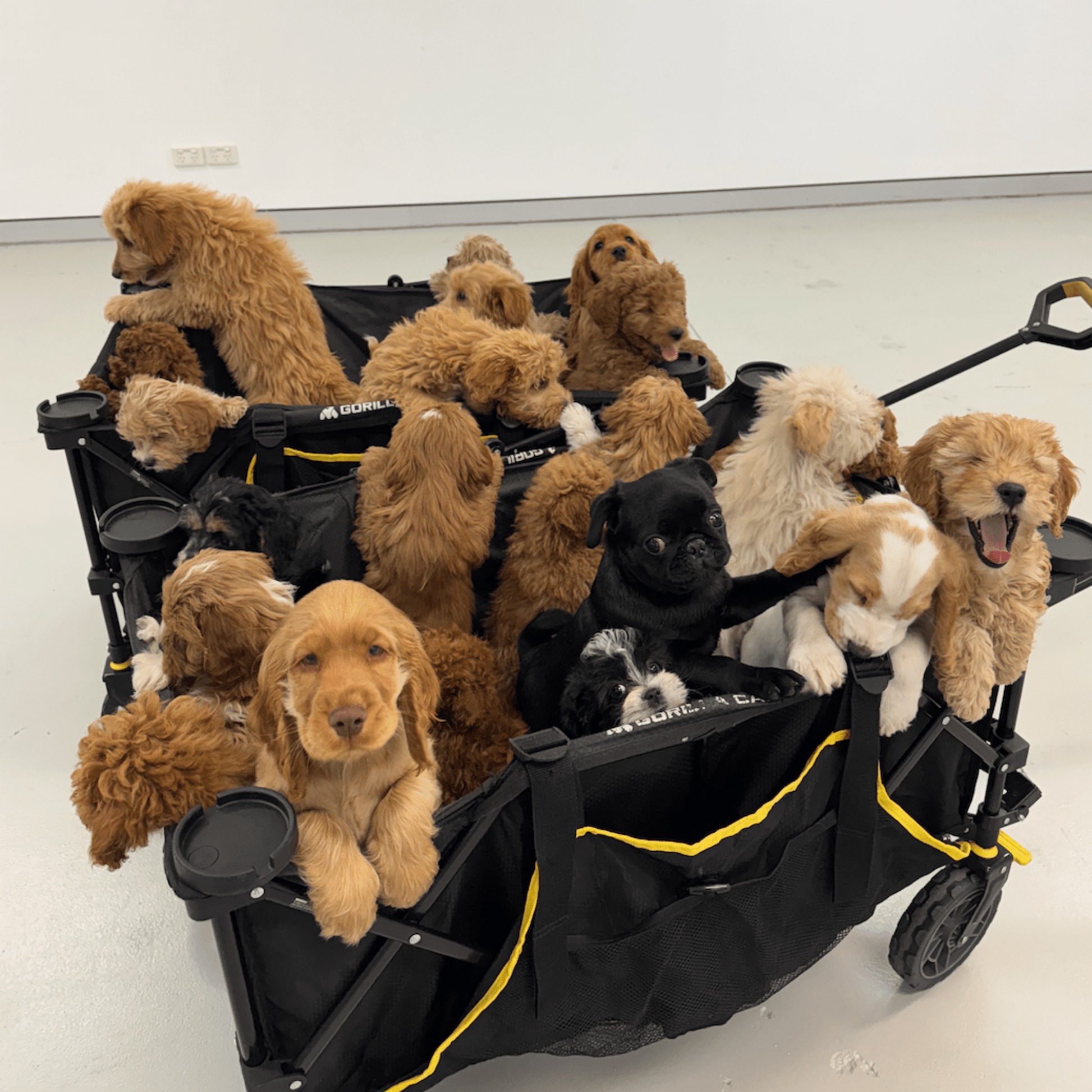 Gift Card - Doga Sydney