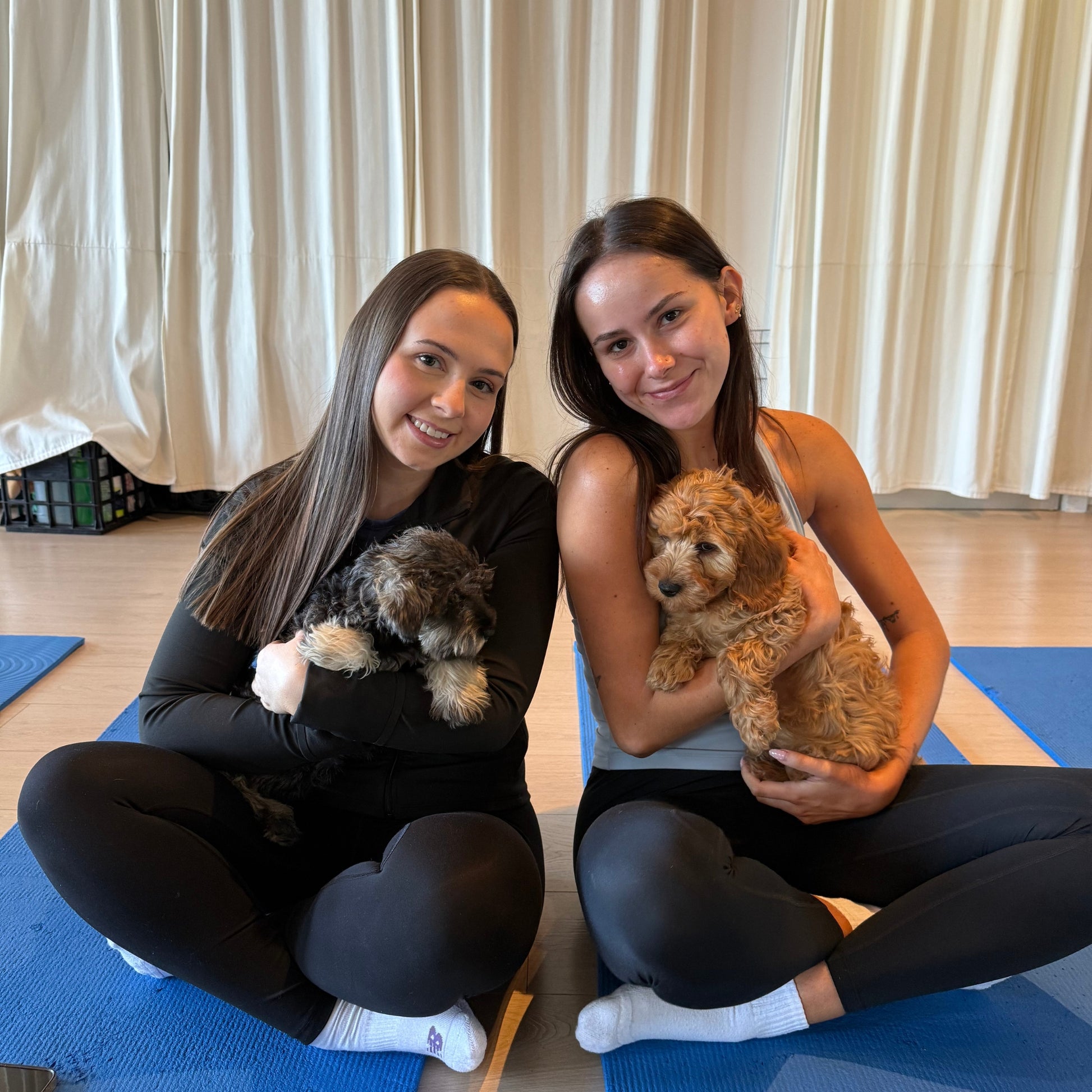 Five Dock | Puppy Yoga - Doga Sydney