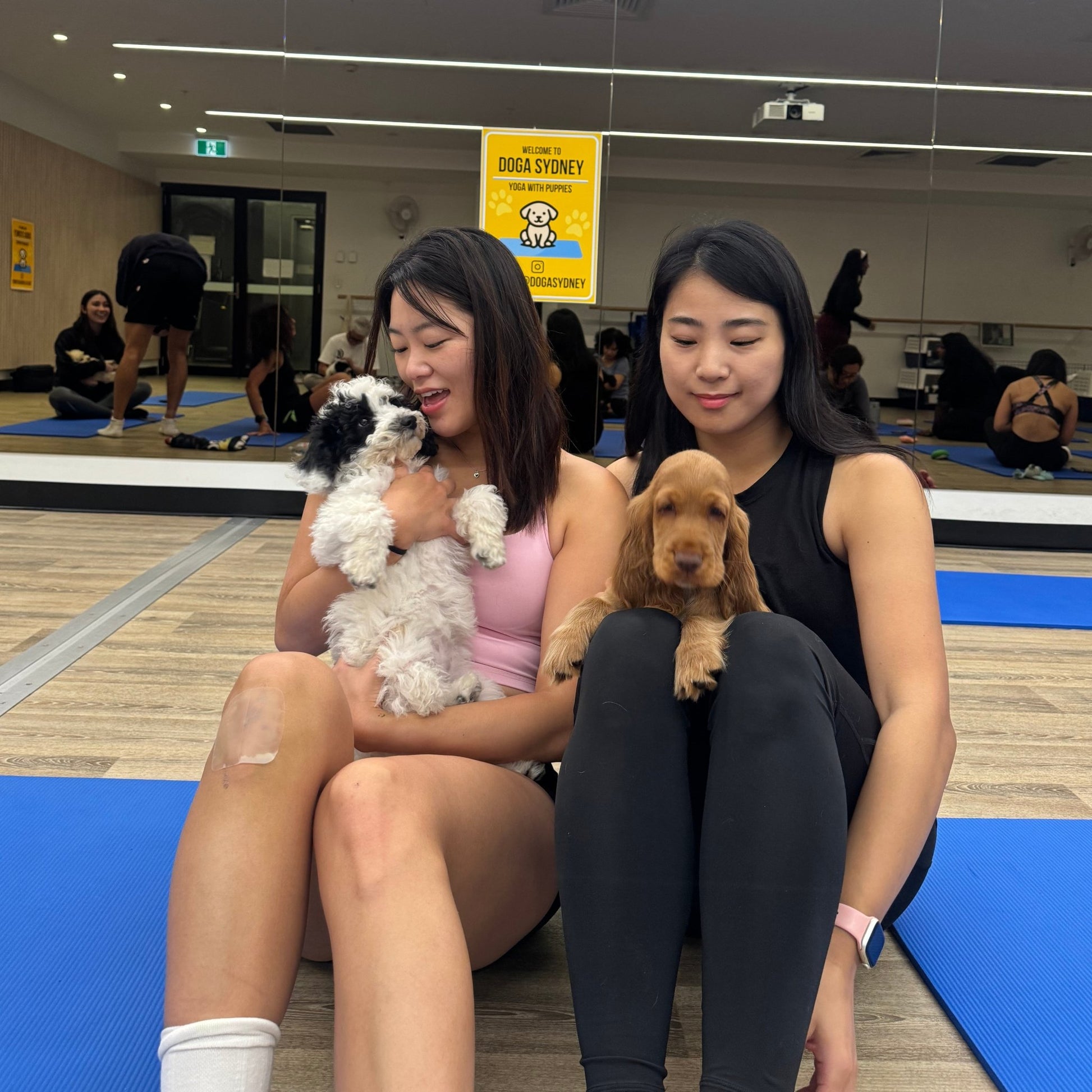 Rhodes | Puppy Yoga - Doga Sydney
