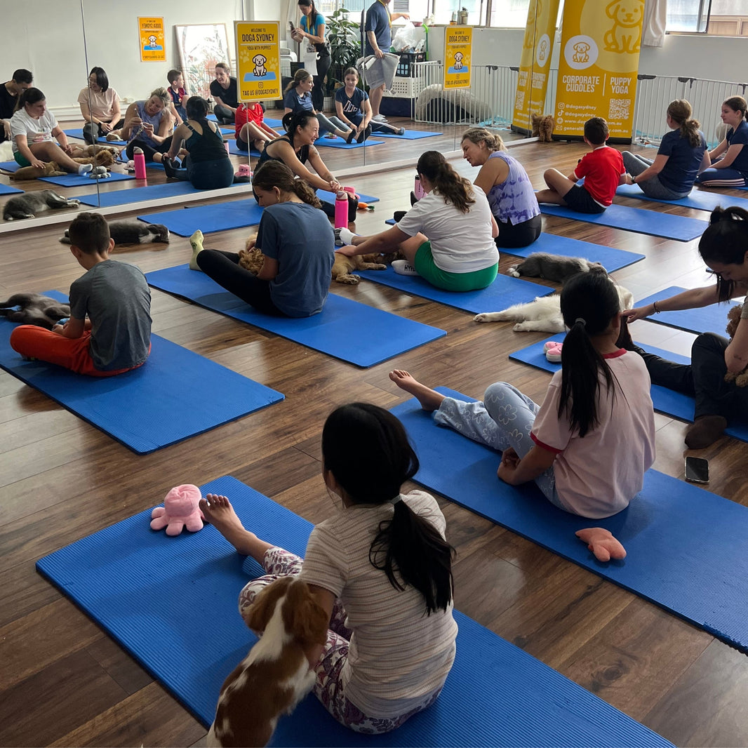 A full puppy yoga class, with people on blue mats and puppies wandering between them