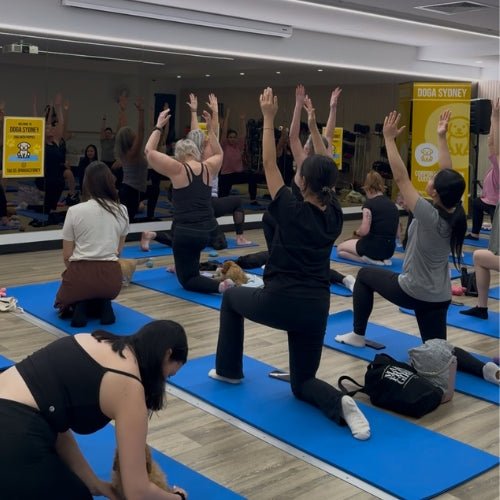 Puppies at a Doga Sydney puppy yoga class in Sydney