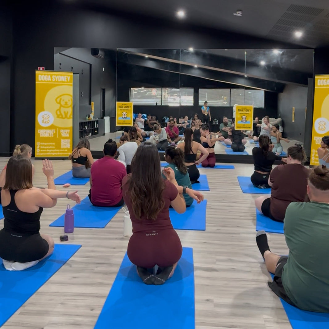 A puppy yoga class seen from the back of the room, with rows of people on blue mats