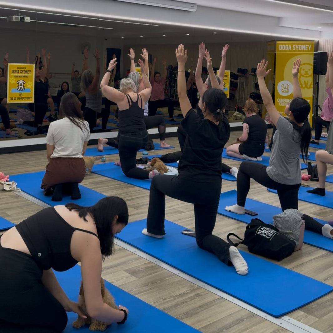 Puppies at a Doga Sydney puppy yoga class in Sydney