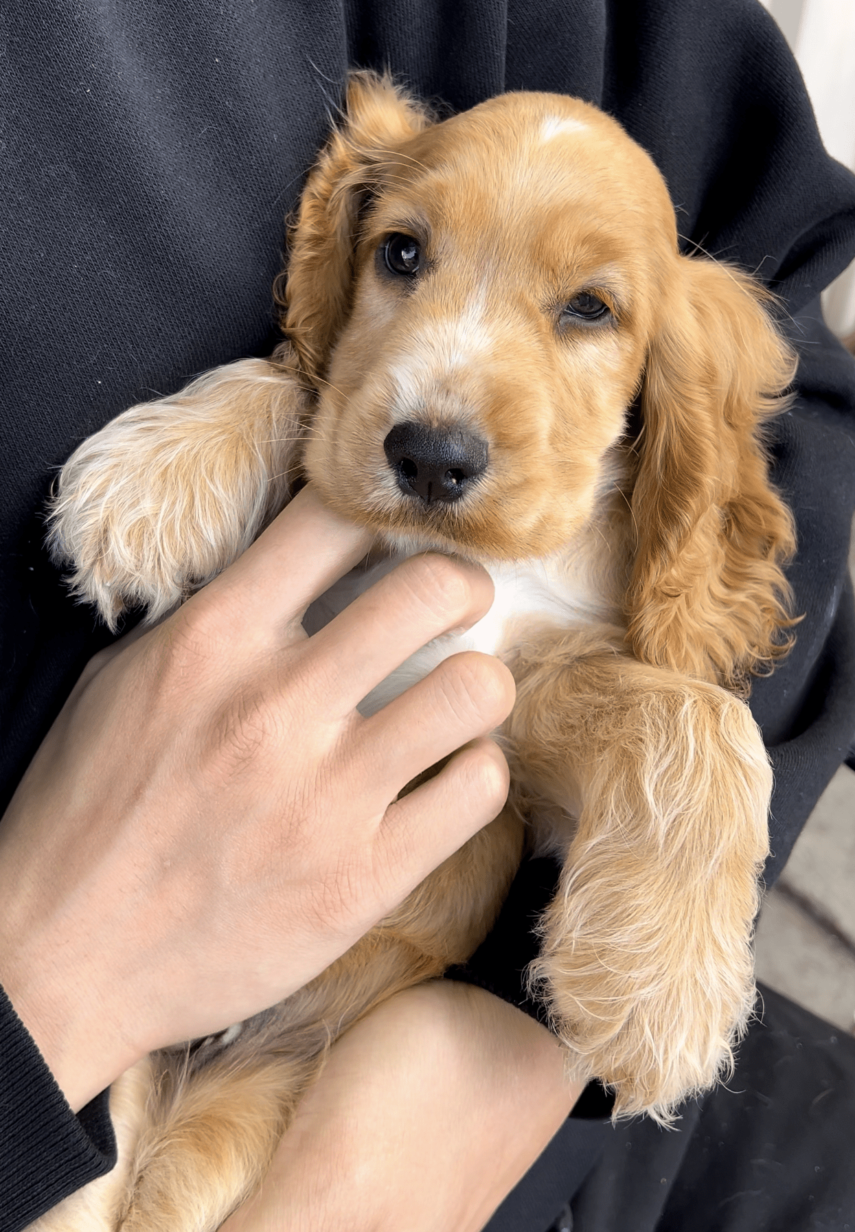 Is a Cocker Spaniel Right for You? | Personality, Affection & Puppy Yoga Vibes - Doga Sydney