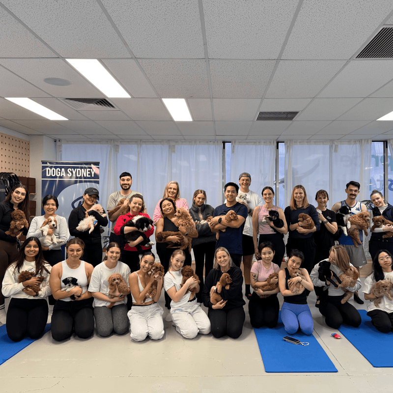 A group photo of a full puppy yoga class, everyone holding a puppy