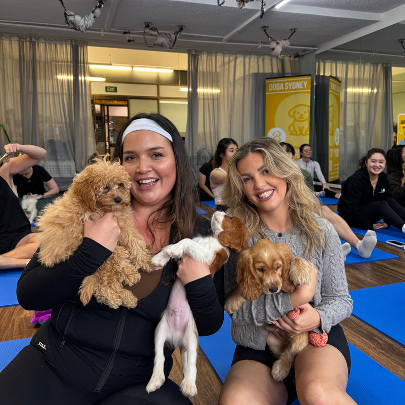Two friends at a puppy yoga class holding a cavoodle and a cocker spaniel puppy