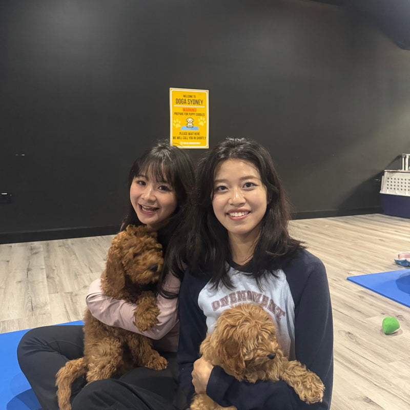 Two friends, each holding a red cavoodle puppy