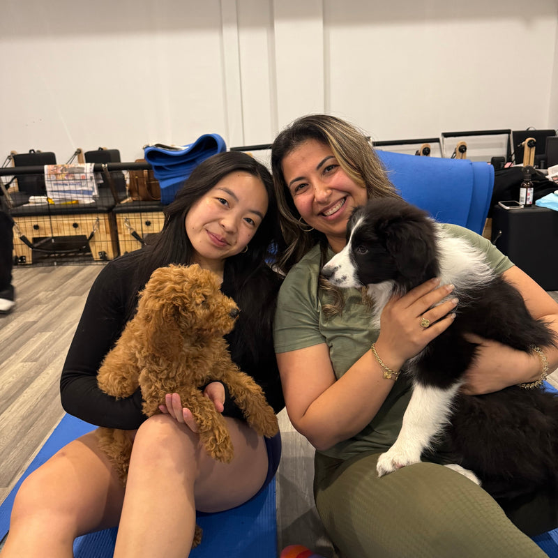 Two friends holding a red cavoodle puppy and a border collie puppy