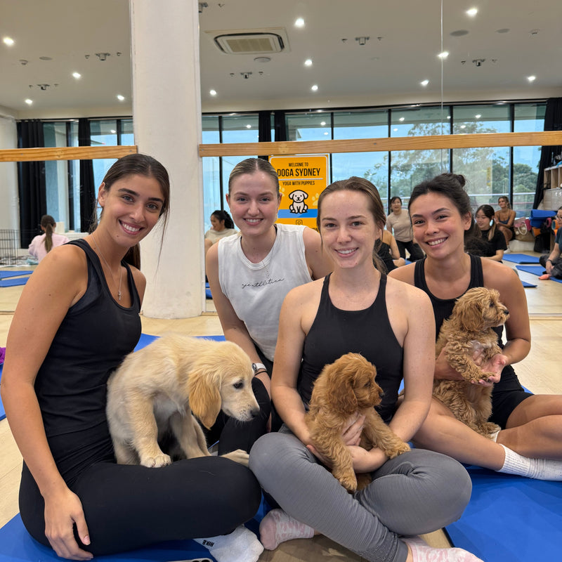 Four friends on yoga mats with a golden retriever puppy and two cavoodle puppies