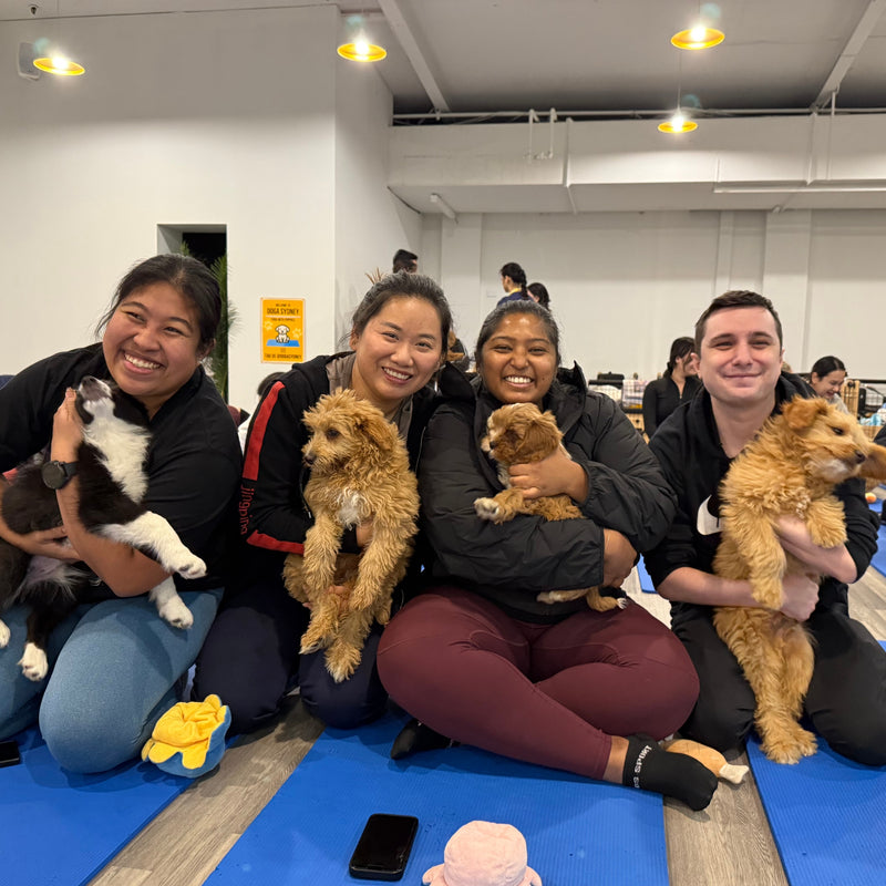 Four friends on yoga mats with a border collie puppy and three cavoodle puppies