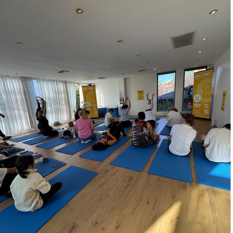 A puppy yoga class in a bright studio, with people stretching on blue mats