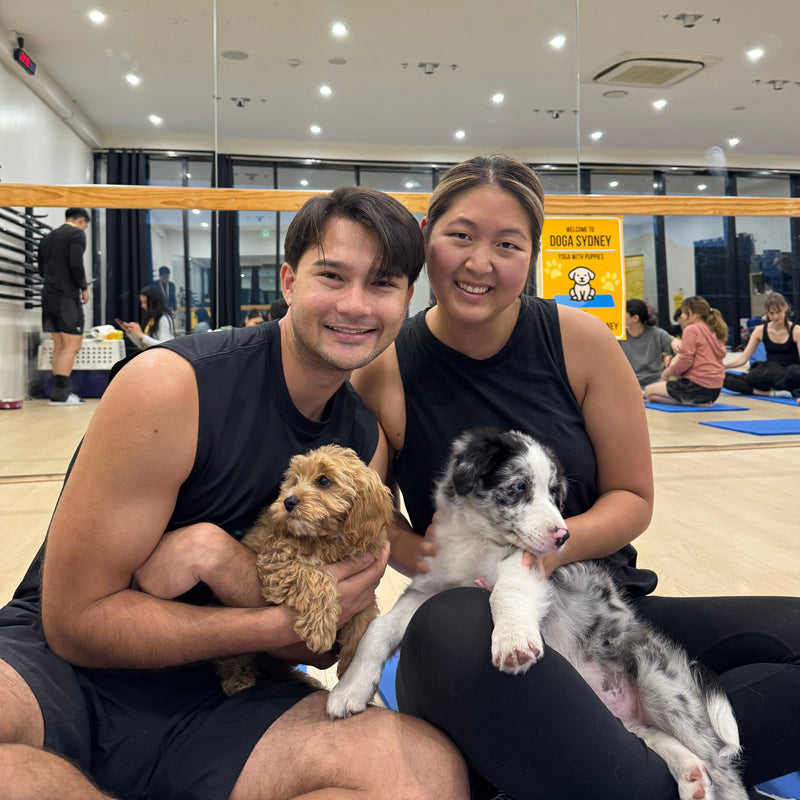 A couple holding a cavoodle puppy and a merle border collie puppy