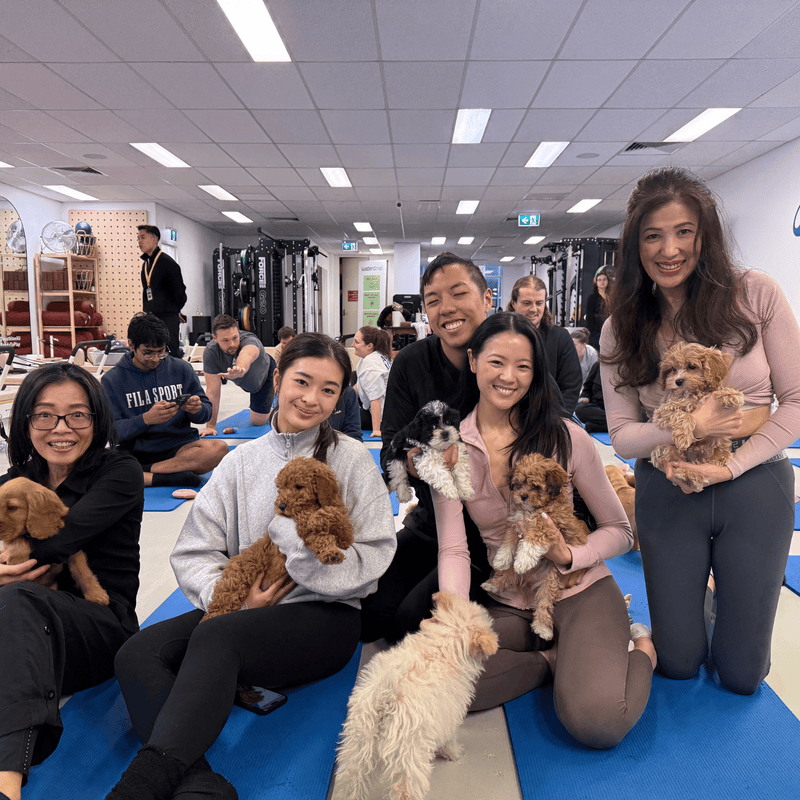 A group of friends on yoga mats with cavoodle puppies and a black and white puppy