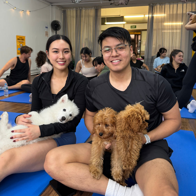 A couple on yoga mats with a white samoyed puppy and two red cavoodle puppies