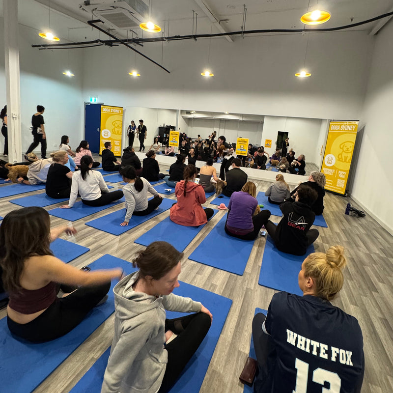 A packed puppy yoga class seen from the back of the room