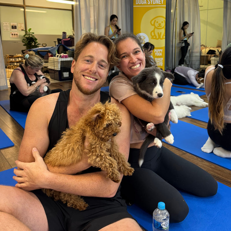 A couple holding a red cavoodle puppy and a border collie puppy