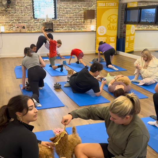 Summer Hill | Puppy Yoga - Doga Sydney