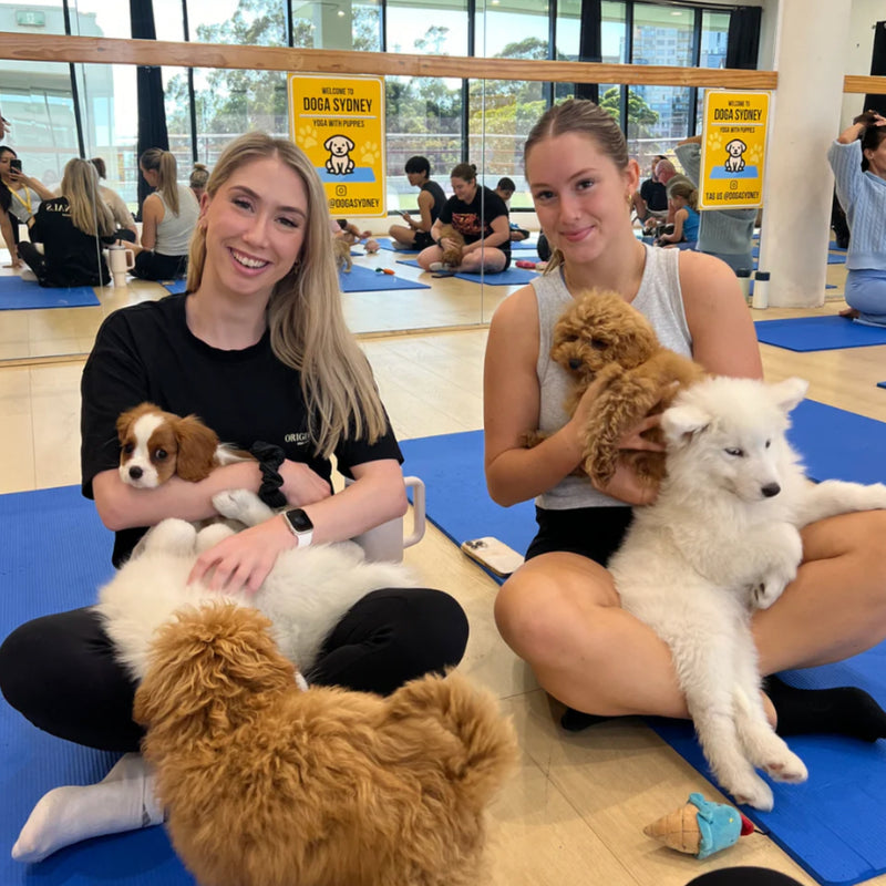 Two friends on yoga mats with a cavalier, a white samoyed and cavoodle puppies around them
