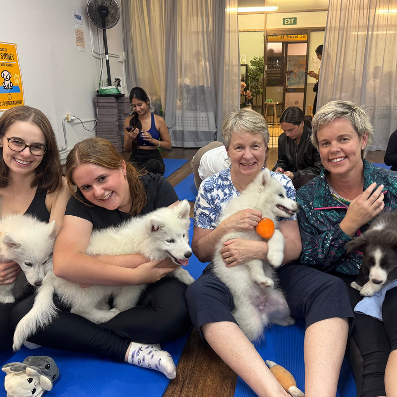Four friends sitting together with white samoyed puppies and a border collie puppy