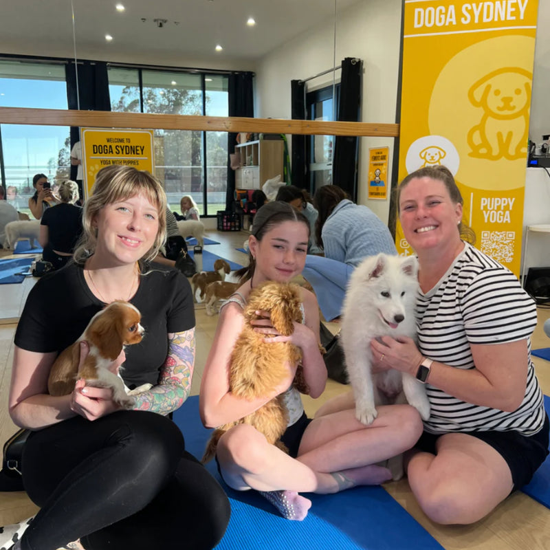 Two women and a girl holding a cavalier, a golden puppy and a white samoyed puppy