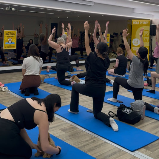 Rhodes | Puppy Yoga - Doga Sydney