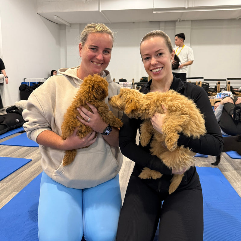 Two women, each holding a fluffy red cavoodle puppy