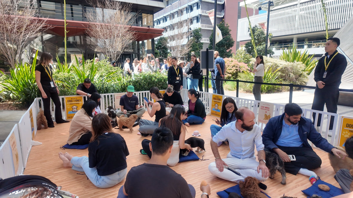 Guests sitting with puppies inside an outdoor puppy pen at a Doga Sydney brand event