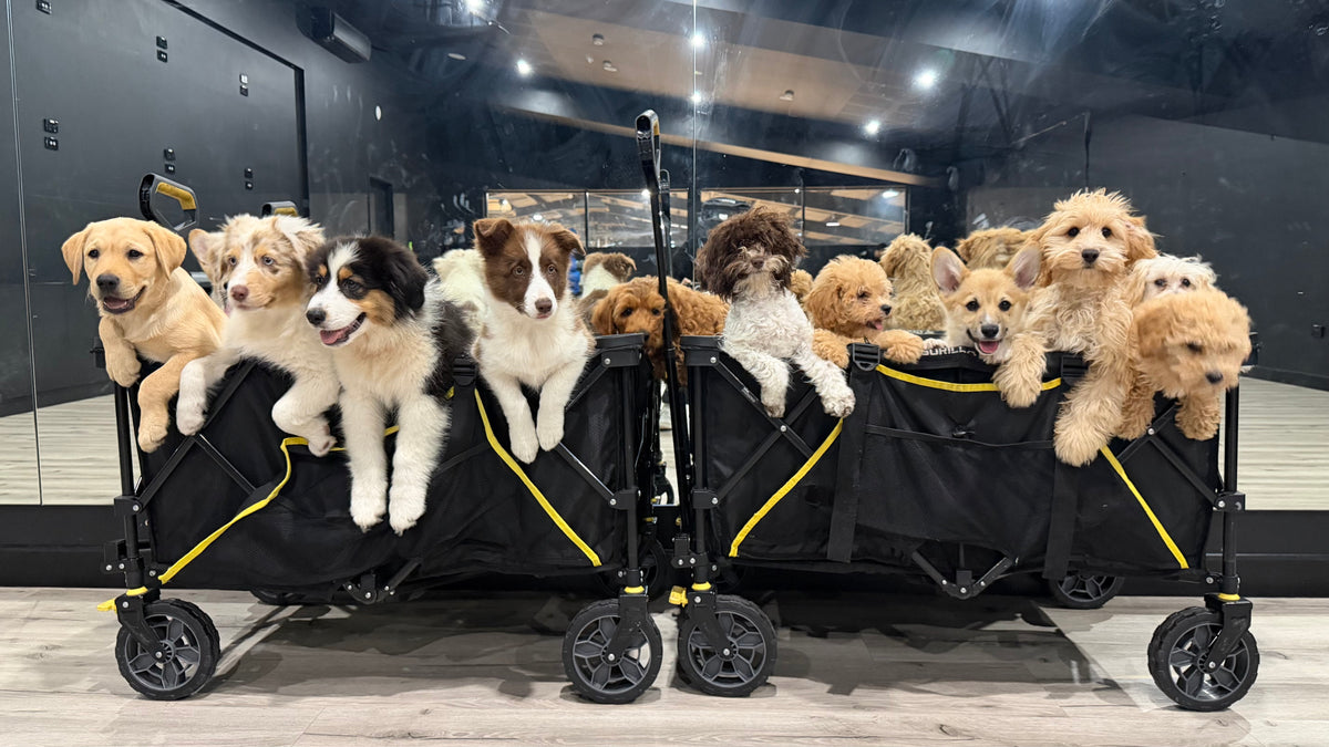 Puppies of different breeds peeking out of two black trolleys at a Doga Sydney class