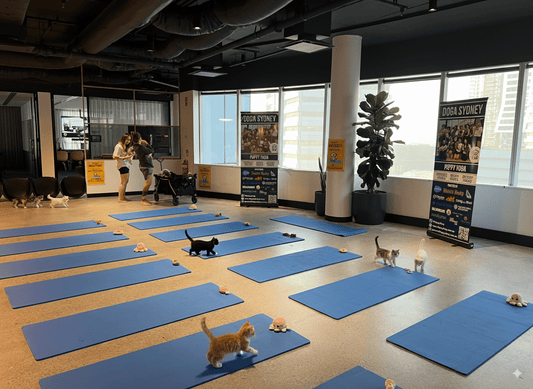 Hurstville | Kitty Yoga - Doga Sydney
