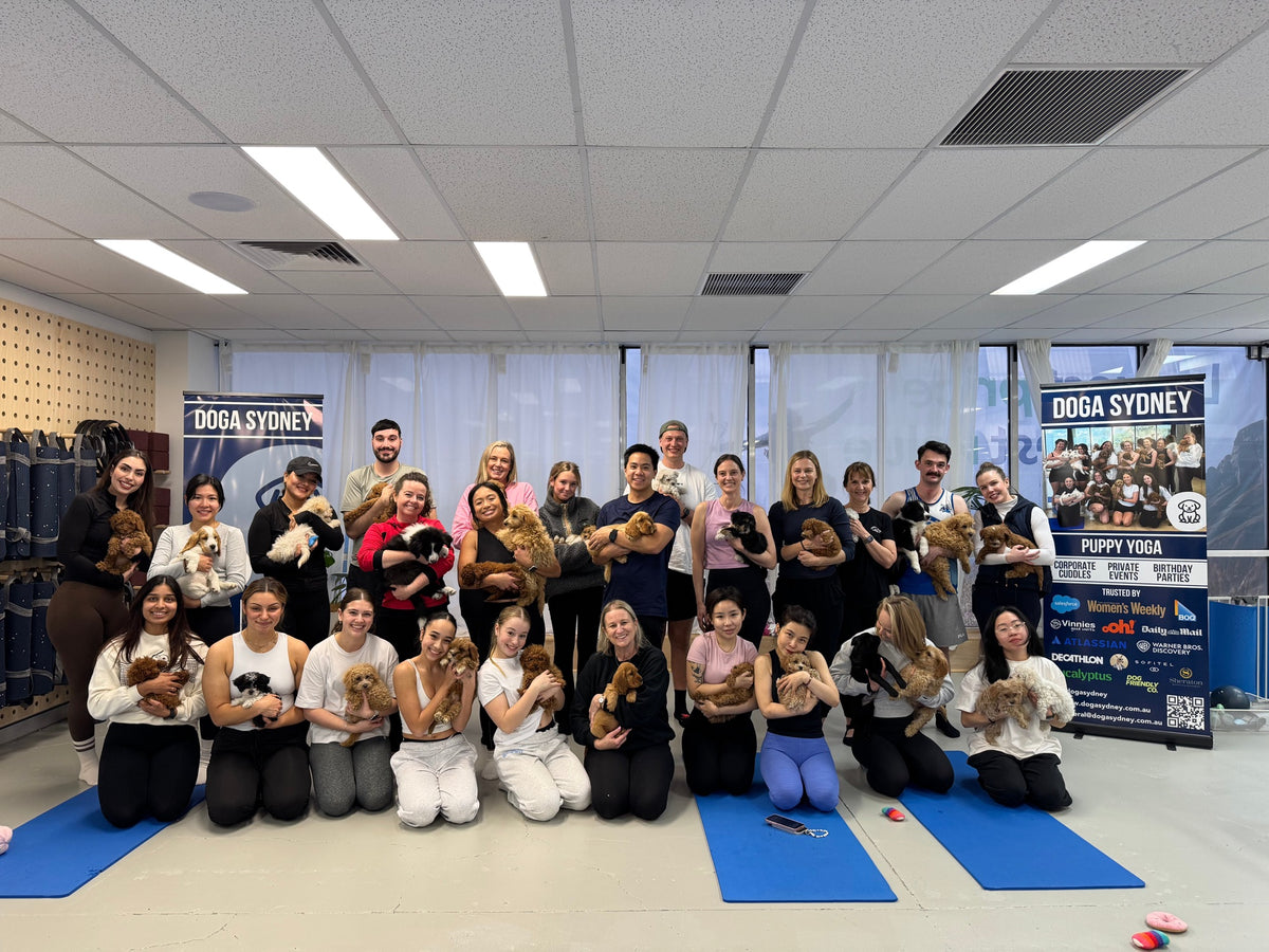 A team posing with puppies at a Doga Sydney corporate session