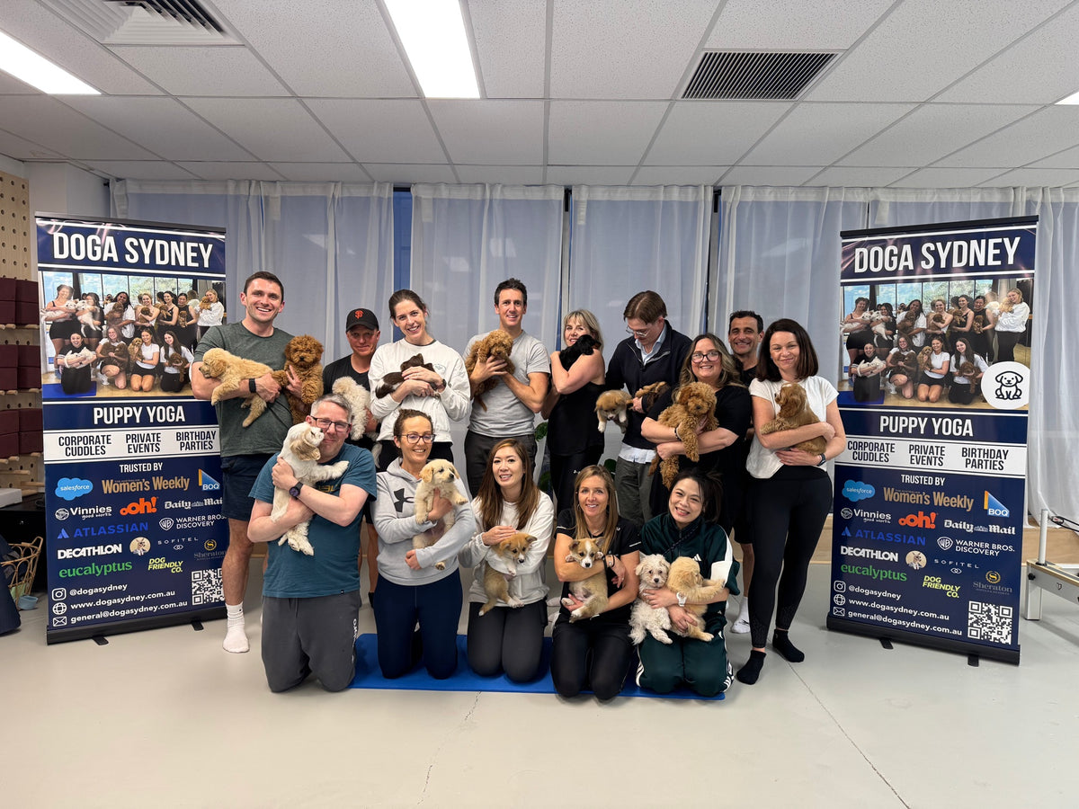 A corporate team holding puppies between Doga Sydney banners