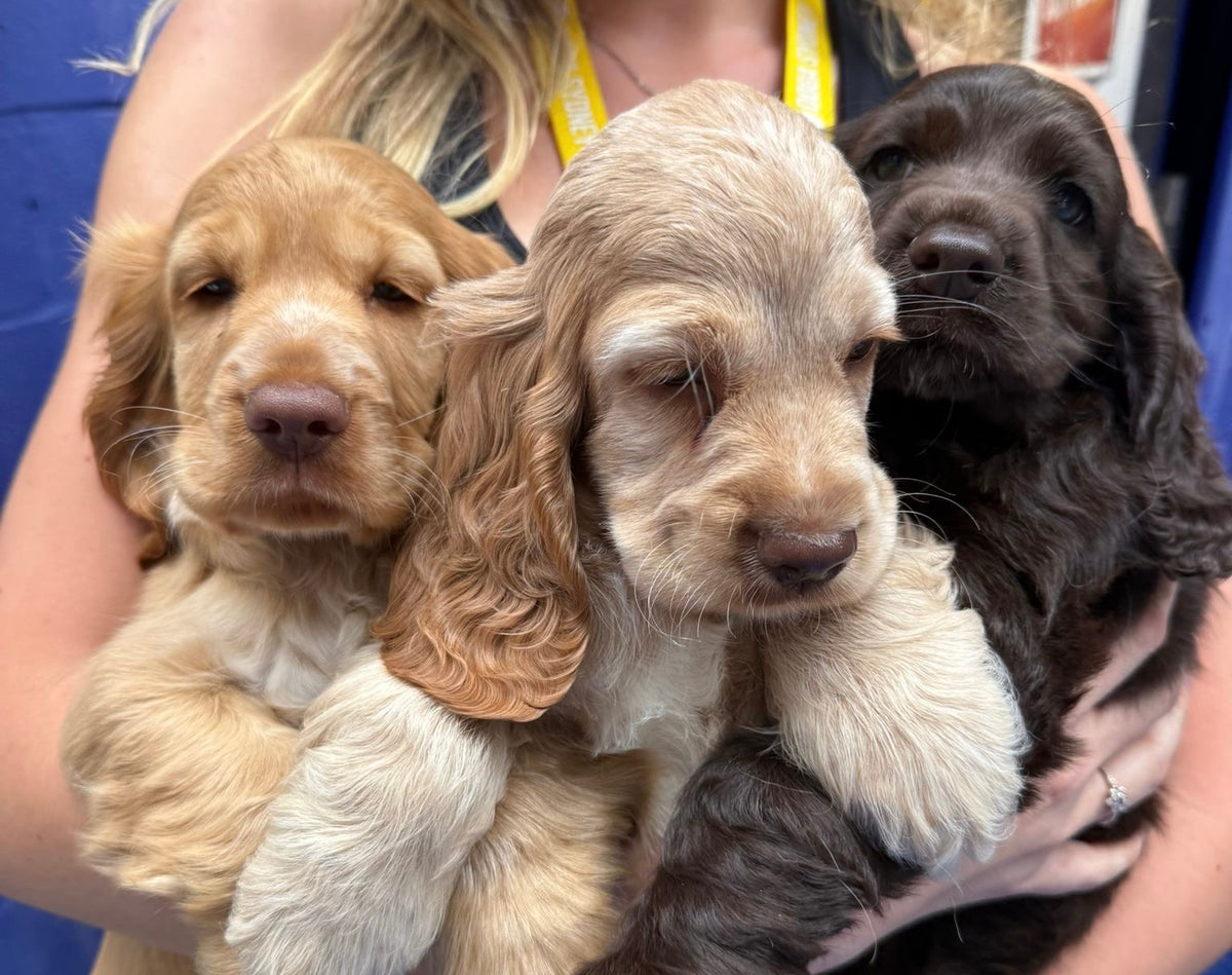 Three cocker spaniel puppies side by side