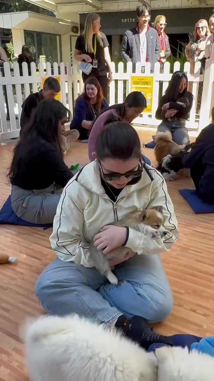 A Doga Sydney puppy cuddle activation outdoors at an office precinct, people gathered around the puppy pen (video poster)
