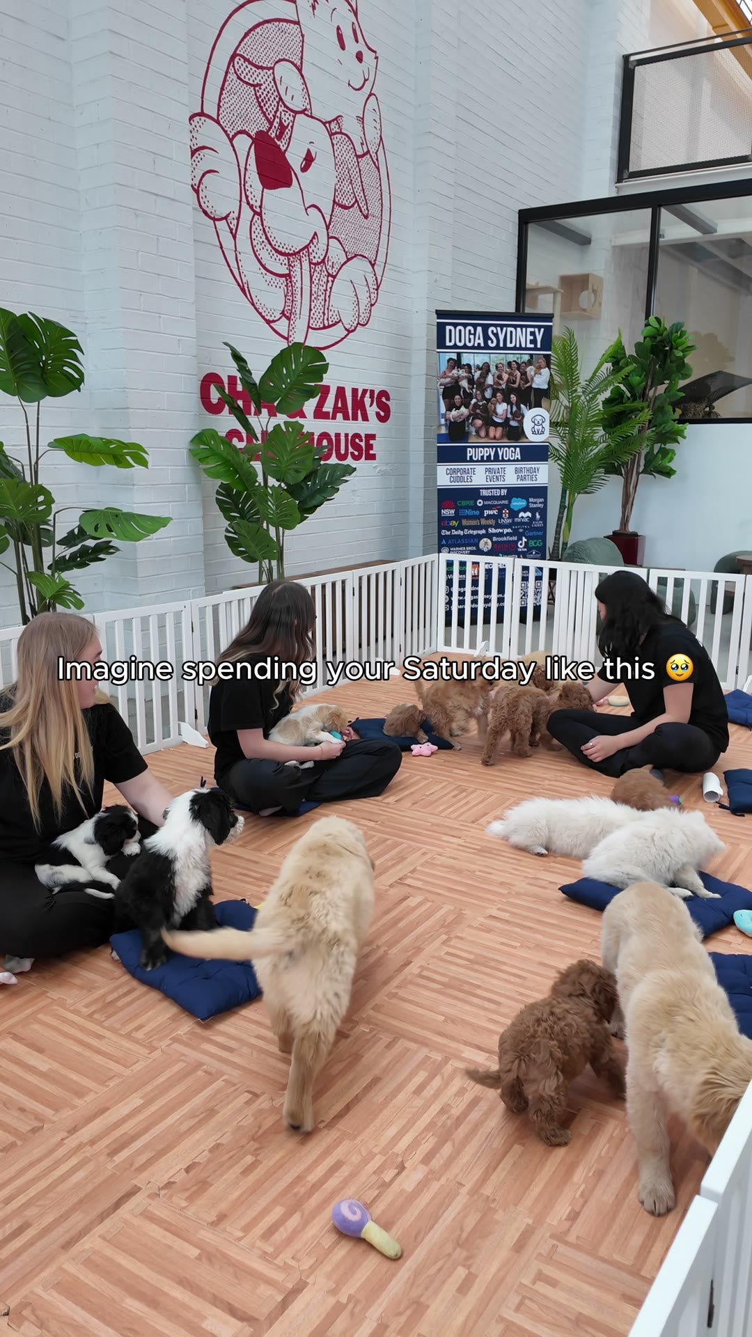 Guests sitting with puppies in the puppy pen at Cha & Zak's Clubhouse, Marrickville, seen from above (video poster)