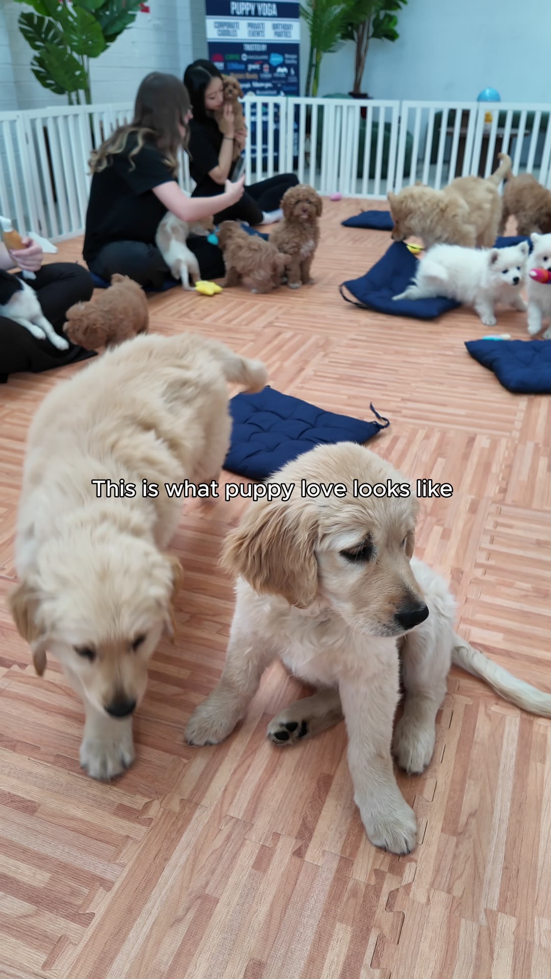 Two golden retriever puppies on the wooden floor of the puppy pen at Cha & Zak's Clubhouse, Marrickville (video poster)