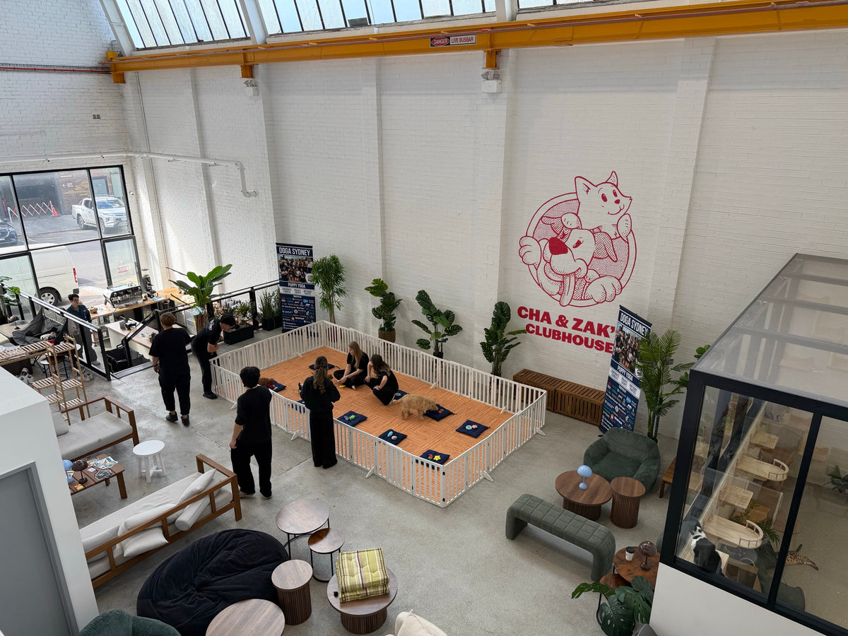 The puppy pen at Cha & Zak's Clubhouse in Marrickville seen from the mezzanine, guests on cushions inside the white fence and staff around it