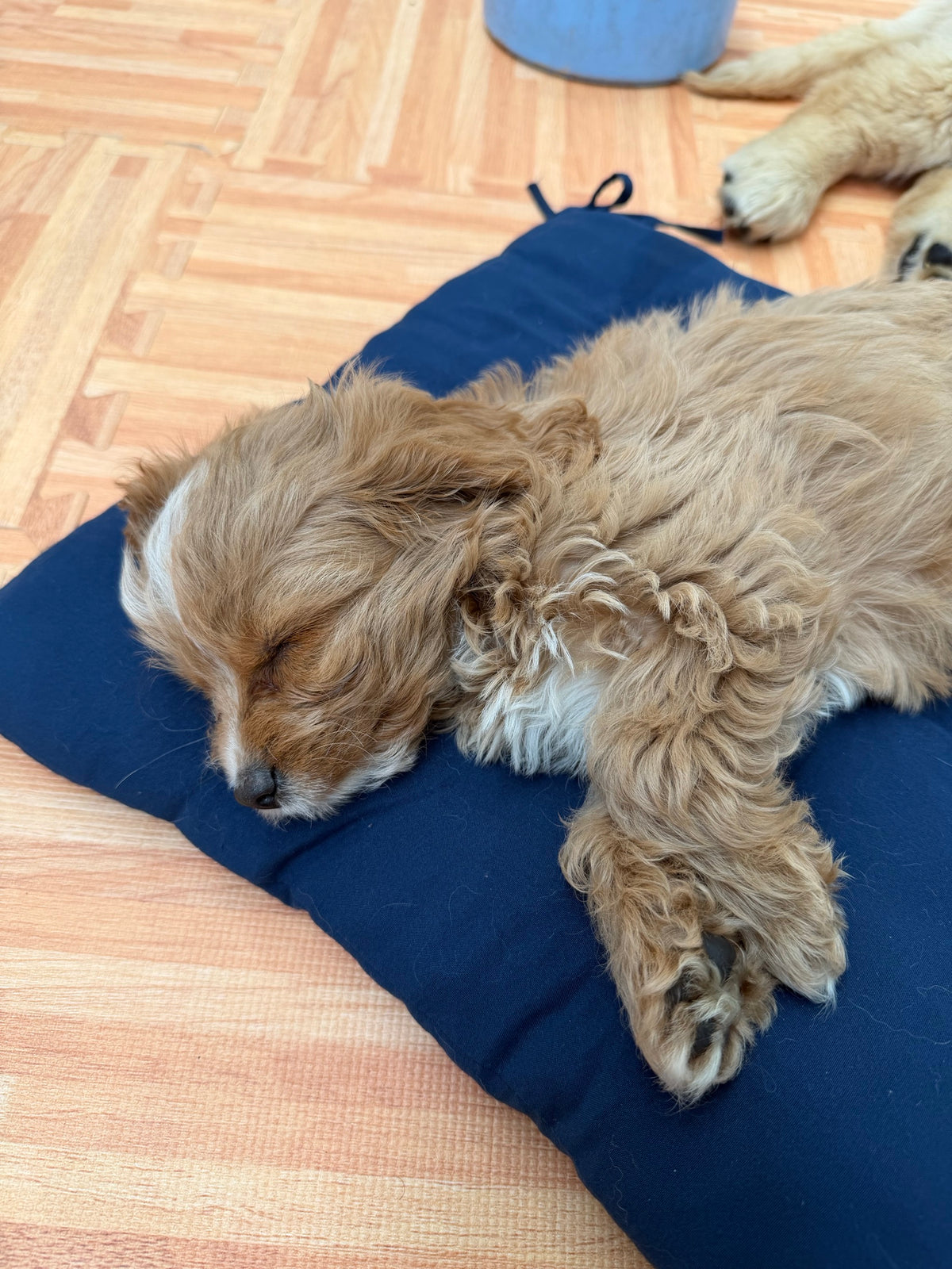 A small curly-coated tan and white puppy asleep on a navy cushion on the wooden floor of the pen