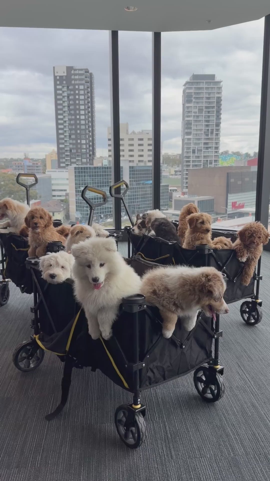 A Doga Sydney corporate puppy yoga class at Charter Hall Parramatta, puppies arriving in trolleys with the city skyline behind